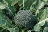 Calabrese Broccoli (Green Sprouting)