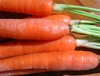 Danvers Half long carrots