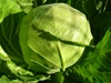 Danish Ballhead Cabbage