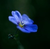 Flax(Linum) Blue Flowers