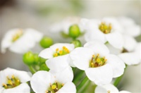 Alyssum - Carpet of Snow Flowers