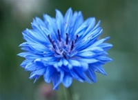 Bachelor Button - Blue Boy Flowers