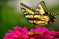 Wildflower - Bird & Butterfly  Mix
