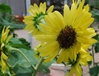 Sunflower, Lemon Queen