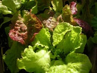 Lettuce Grow Heirloom! (seven packets - six lettuce and one radish)