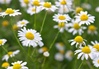 Chamomile in bloom