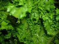 Salad King Endive