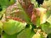 Prizehead Lettuce