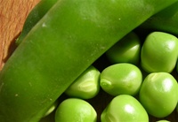 Lincoln Peas harvested in Tucson