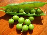 Little Marvel Peas