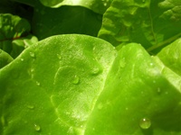 Nobel (Giant Thick Leaved) Spinach