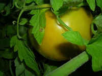 Jubilee Tomato