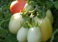 Roma Tomatoes ripen in the Arizona sun