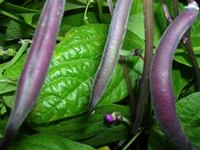 Royal Burgundy Bush Beans
