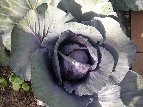 Acre Cabbage Seeds