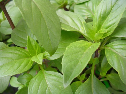 High Quality seeds Details about   Basil Cinnamon Flavor ®