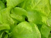 Salad Bowl Lettuce