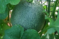 Small Persian Melon