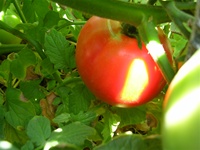 Beefsteak Tomato